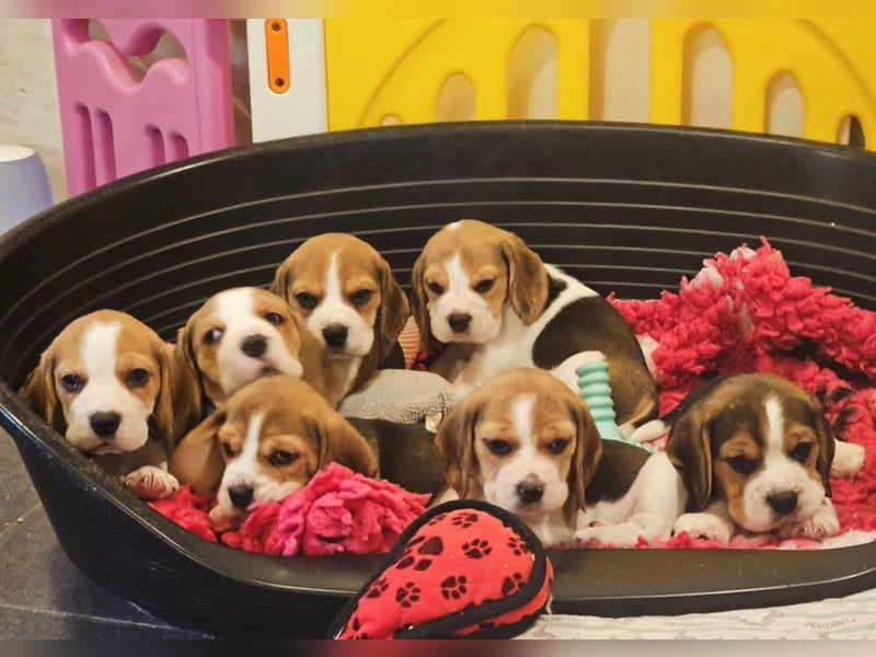 Beagle welpen