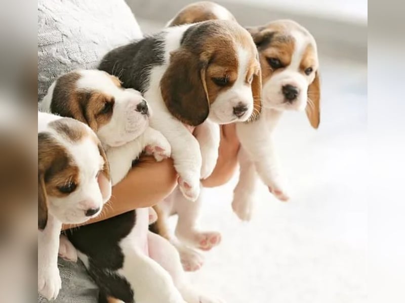 Beagle welpen