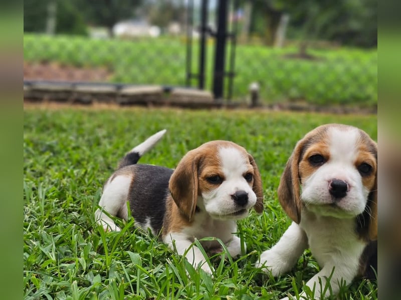 Beagle welpen