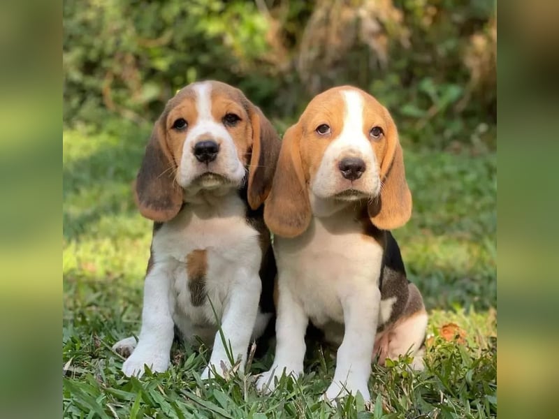 Beagle welpen
