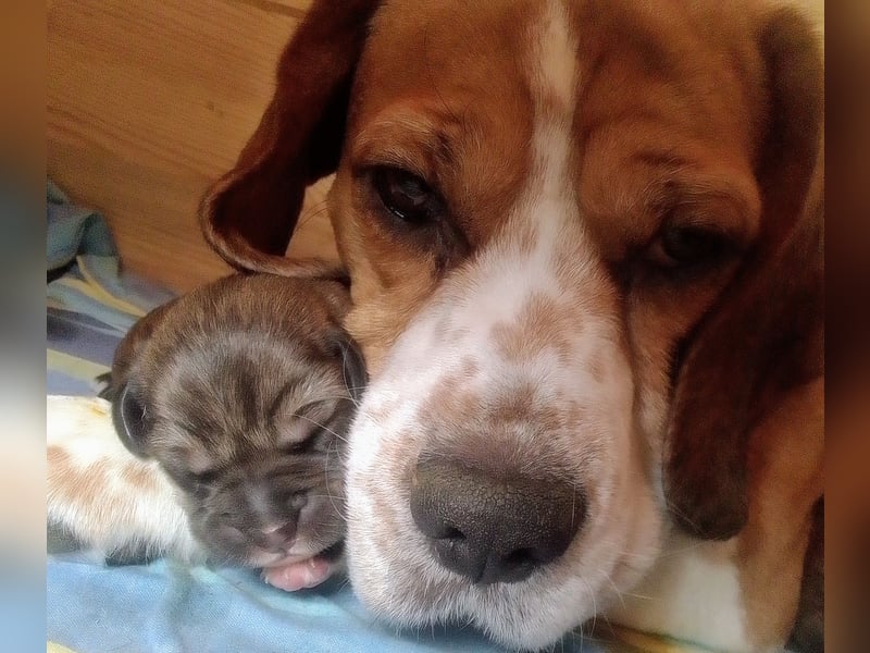 Beagle - Leonberger Welpen 3 Rüden