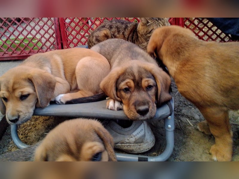 Beagle - Leonberger Welpen 3 Rüden