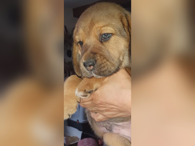 Beagle - Leonberger Welpen 3 Rüden