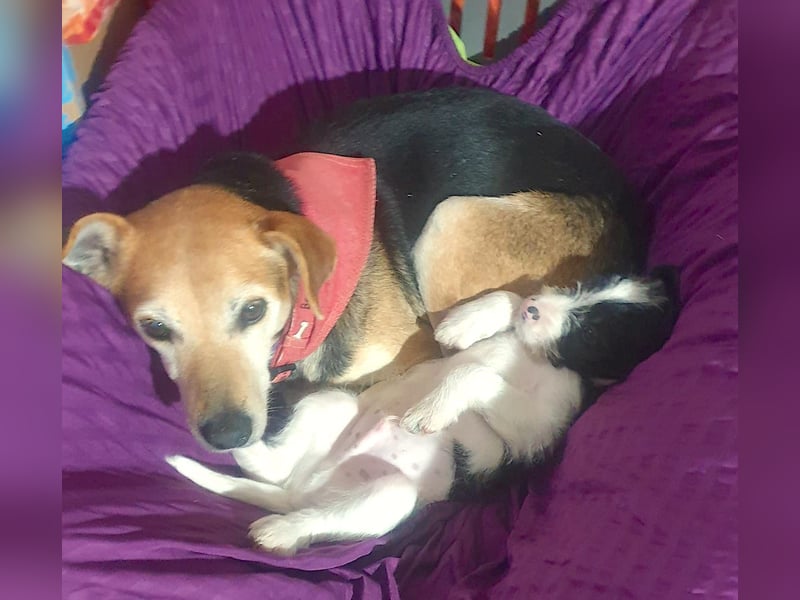 WILMA – sanfte Seele