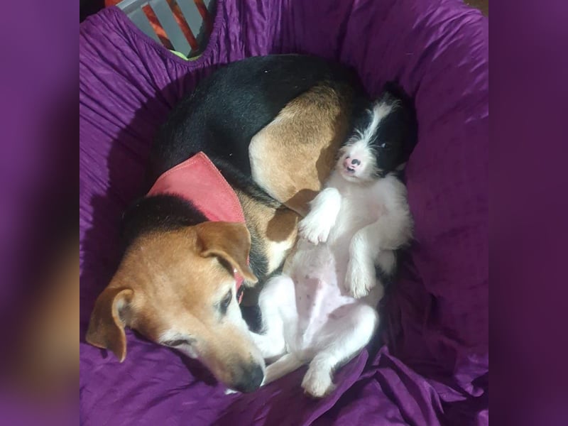 WILMA – sanfte Seele