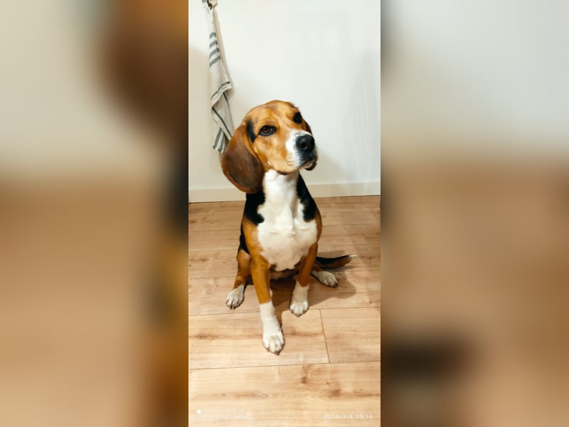 Beagle Deckrüde gesucht
