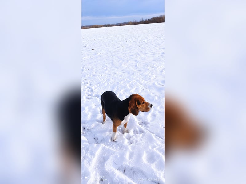 Beagle Deckrüde gesucht