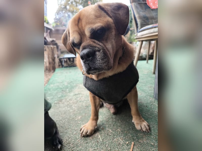 Herzenshund sucht Ruhesitz