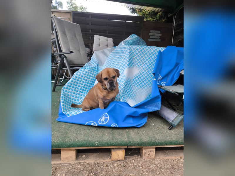 Herzenshund sucht Ruhesitz