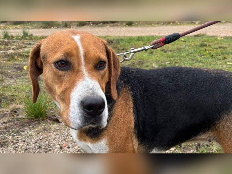 FRIDA-NOTFALL! Sanft, sensibel, auf der Suche nach liebevollem Zuhause