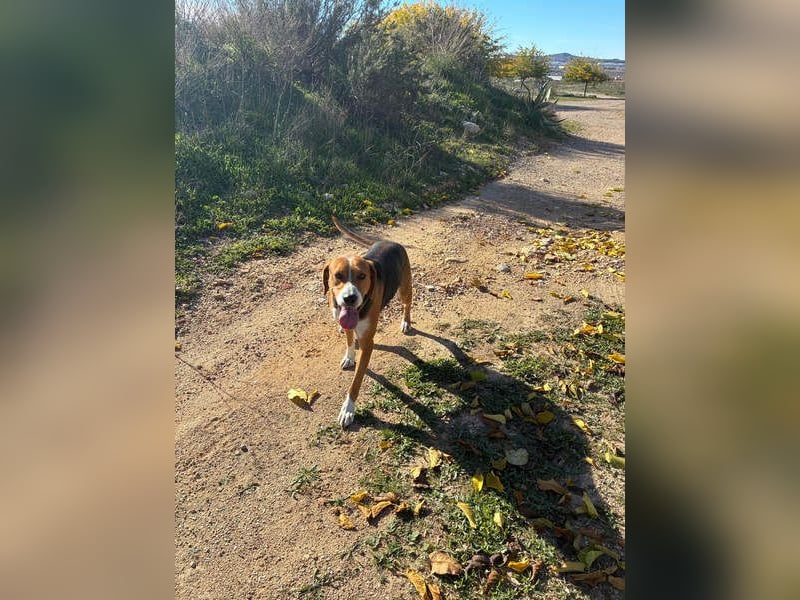 FRIDA-NOTFALL! Sanft, sensibel, auf der Suche nach liebevollem Zuhause