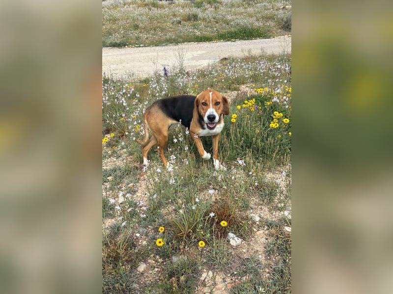 FRIDA-NOTFALL! Sanft, sensibel, auf der Suche nach liebevollem Zuhause