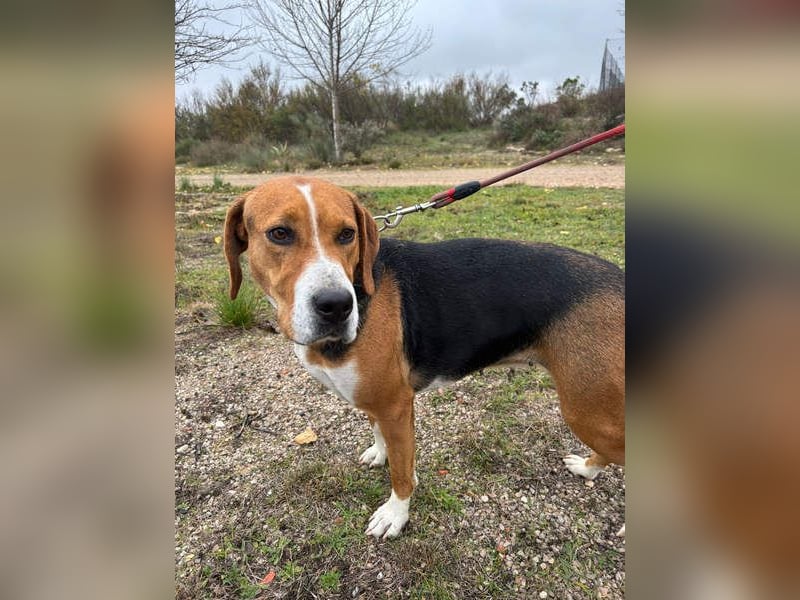 FRIDA-NOTFALL! Sanft, sensibel, auf der Suche nach liebevollem Zuhause