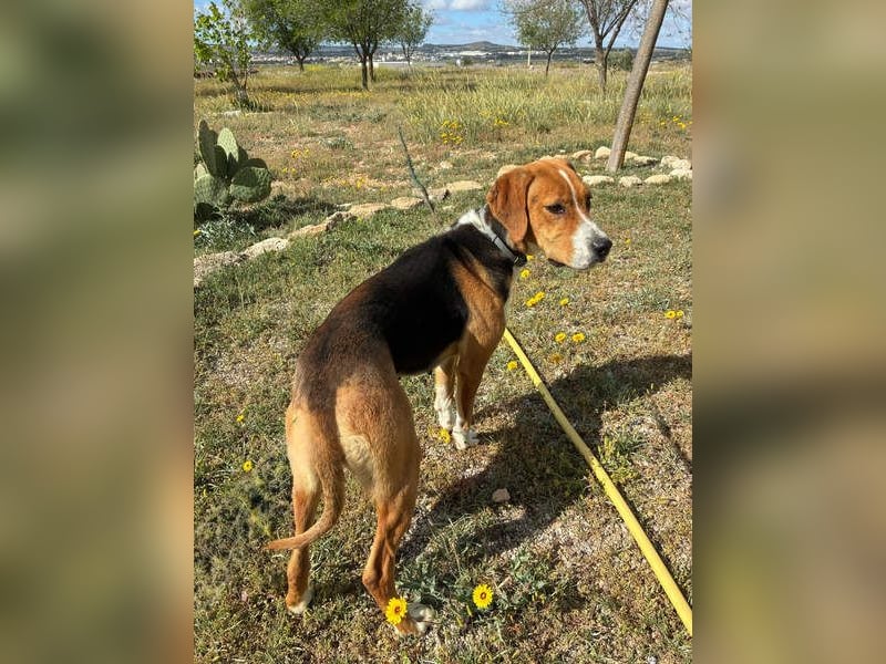 FRIDA-NOTFALL! Sanft, sensibel, auf der Suche nach liebevollem Zuhause