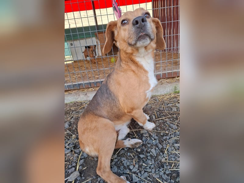 Vandor, Beagle-Mix, Rüde, geb.  am 01.06.2020, 44 cm, 14 kg