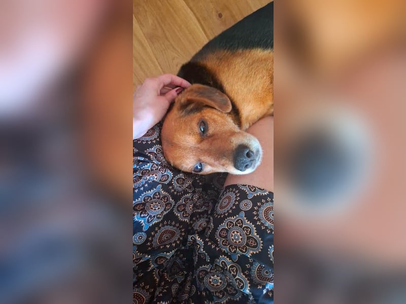Rocky, Beagle-Mischling, Rüde, ca. 10 Jahre, ca. 40 cm
