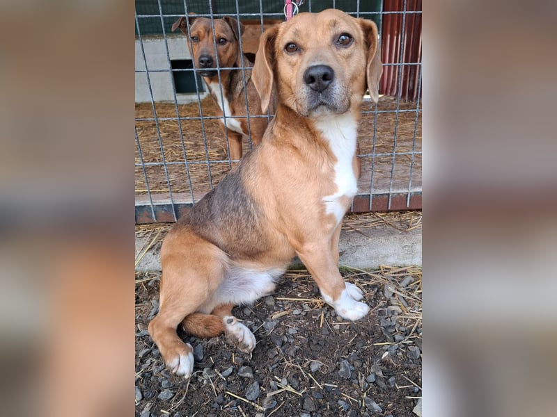 Vandor, Beagle-Mix, Rüde, geb.  am 01.06.2020, 44 cm, 14 kg