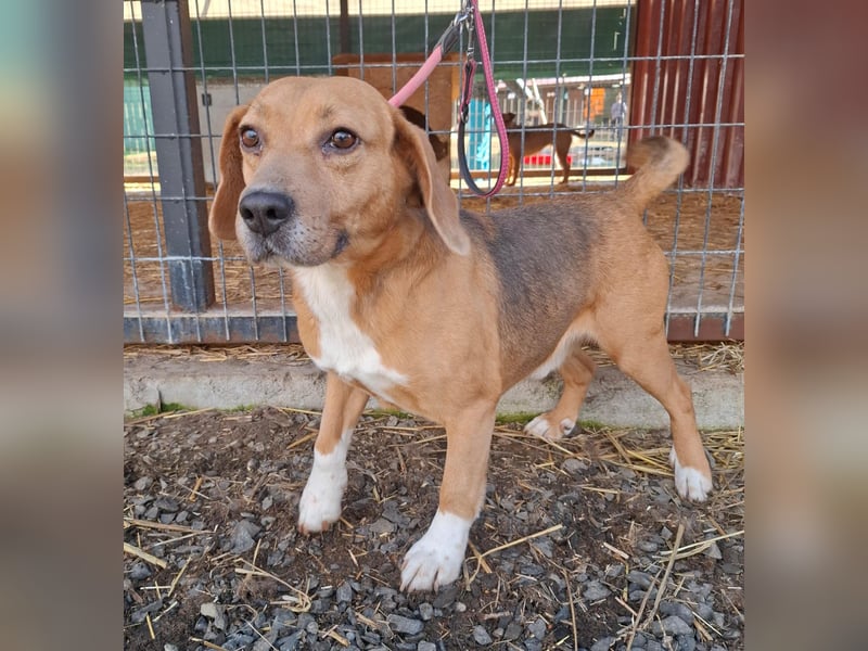Vandor, Beagle-Mix, Rüde, geb.  am 01.06.2020, 44 cm, 14 kg