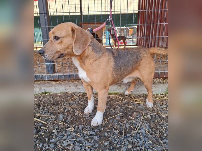 Vandor, Beagle-Mix, Rüde, geb.  am 01.06.2020, 44 cm, 14 kg