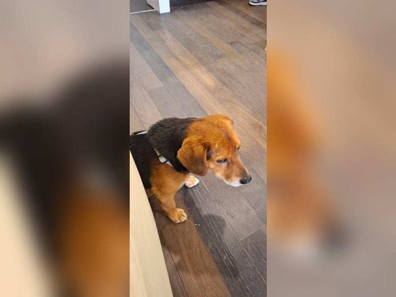 Rocky, Beagle-Mischling, Rüde, ca. 10 Jahre, ca. 40 cm