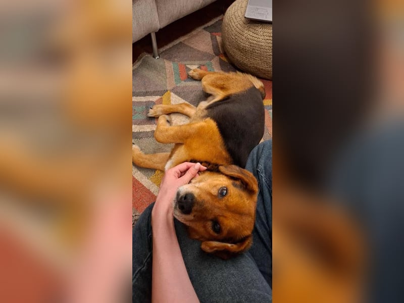 Rocky, Beagle-Mischling, Rüde, ca. 10 Jahre, ca. 40 cm