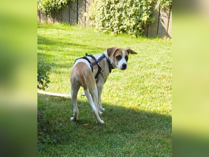 Cody, kleine Flitzpiepe ohne Durchblick