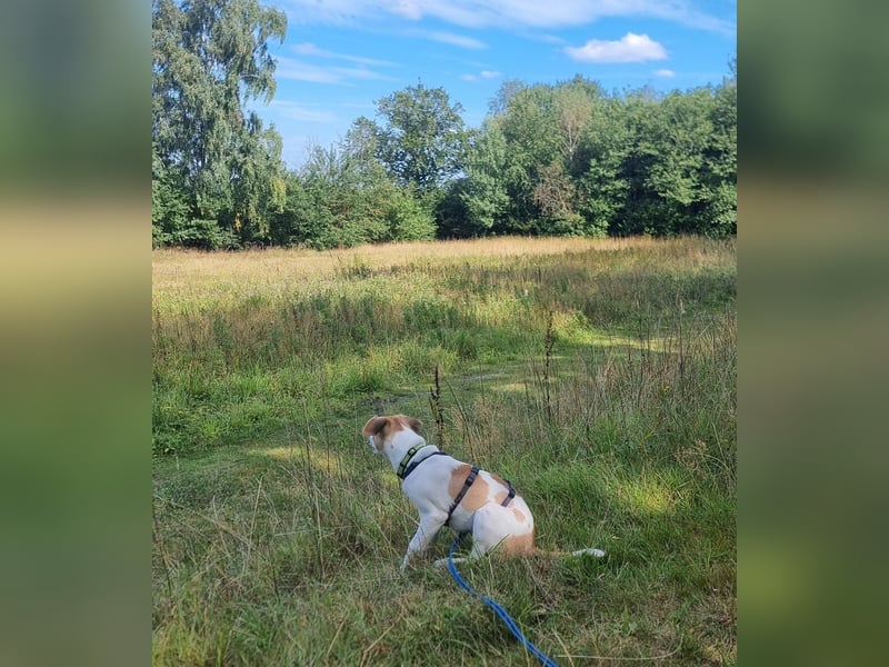 Cody, kleine Flitzpiepe ohne Durchblick