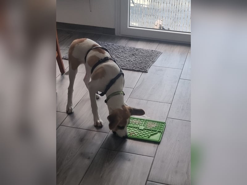 Cody, kleine Flitzpiepe ohne Durchblick