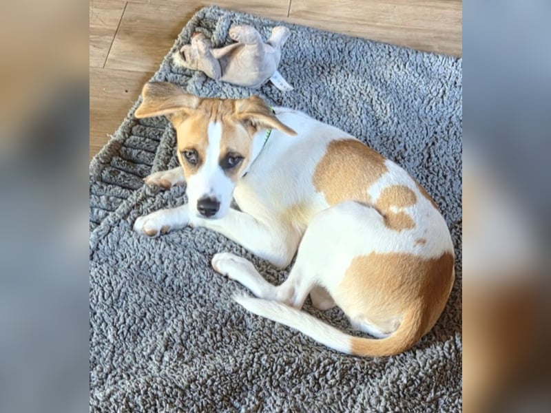 Cody, kleine Flitzpiepe ohne Durchblick