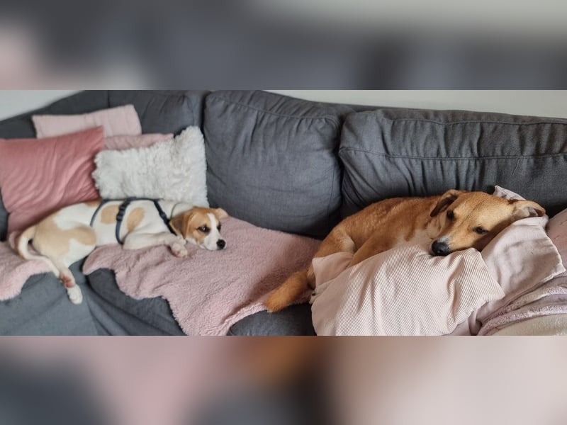 Cody, kleine Flitzpiepe ohne Durchblick