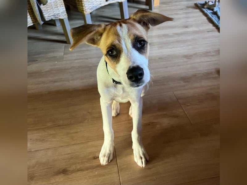 Cody, kleine Flitzpiepe ohne Durchblick