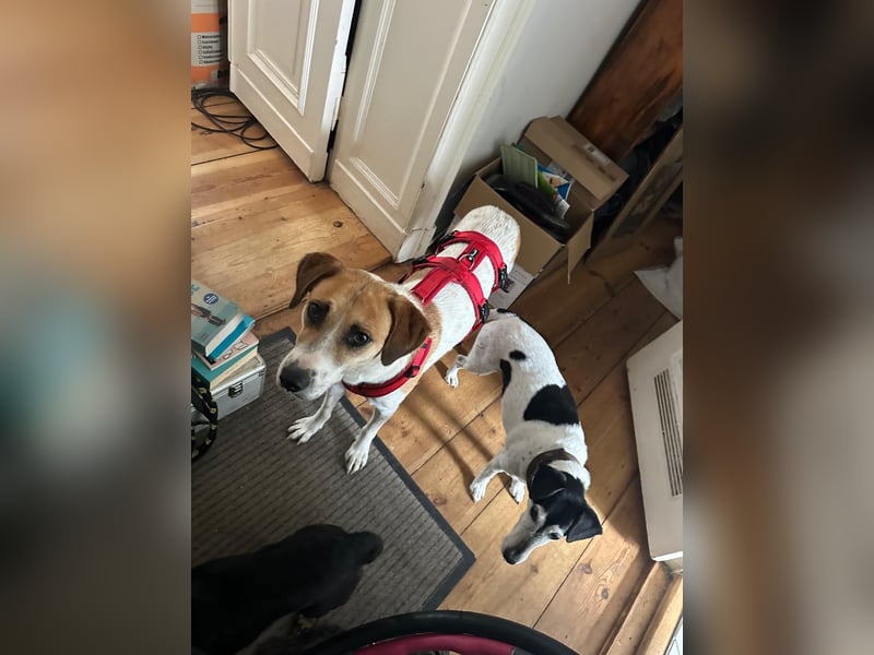 Donna - sportliche Familie gesucht