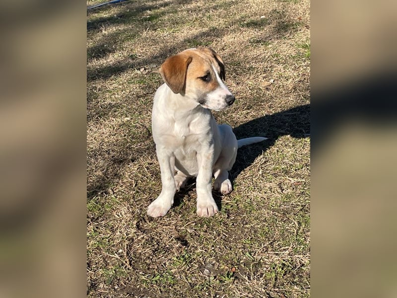 Donna - sportliche Familie gesucht