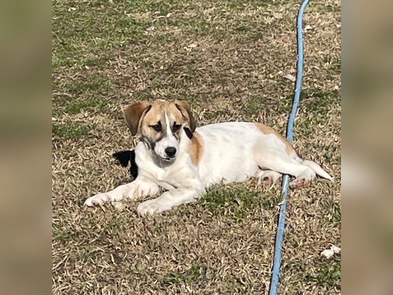 Donna - sportliche Familie gesucht