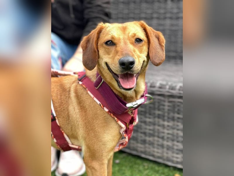 Noa (Spanien) – sanfte Schnüffelnase mit dem süßesten Lächeln