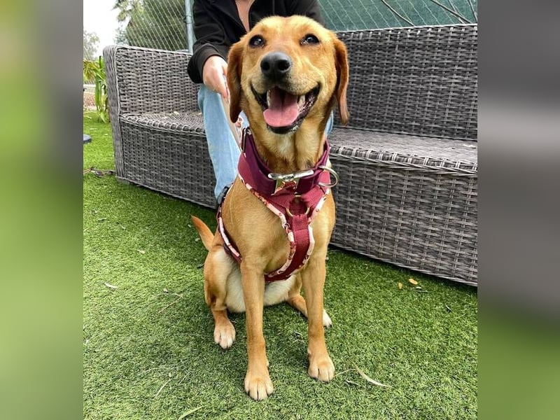 Noa (Spanien) – sanfte Schnüffelnase mit dem süßesten Lächeln