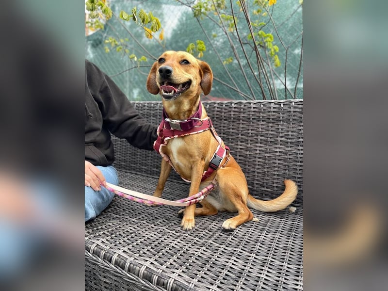 Noa (Spanien) – sanfte Schnüffelnase mit dem süßesten Lächeln