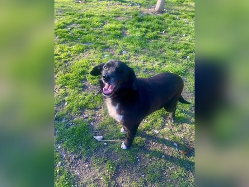 BOBBY ca. 11 J. Beagle-Labbimix-Rüde sucht Gnadenbrotplatz