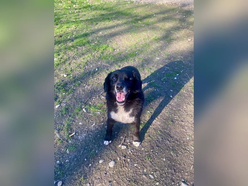 BOBBY ca. 11 J. Beagle-Labbimix-Rüde sucht Gnadenbrotplatz