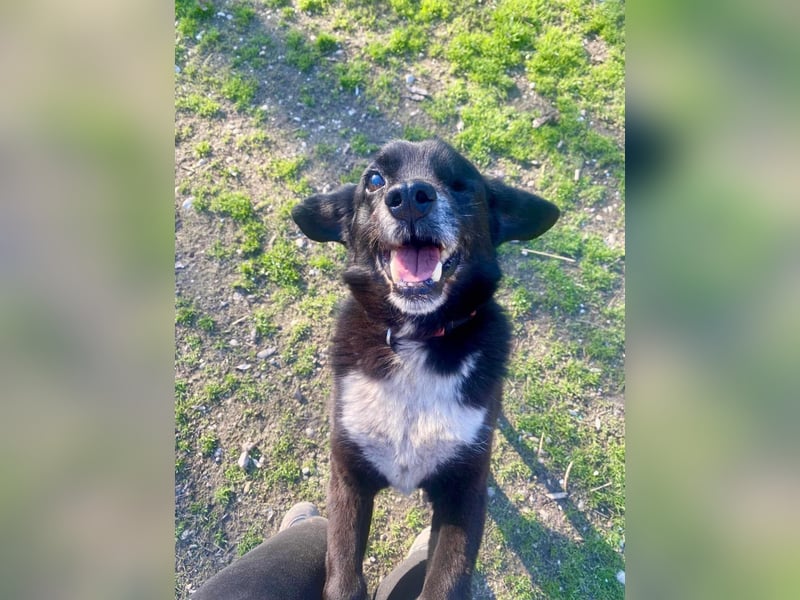 BOBBY ca. 11 J. Beagle-Labbimix-Rüde sucht Gnadenbrotplatz
