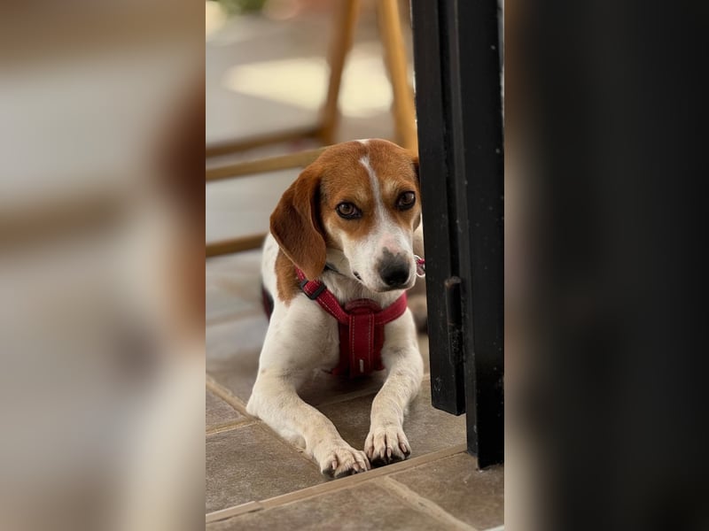 Zauberhafte Afon sucht Familienanschluss