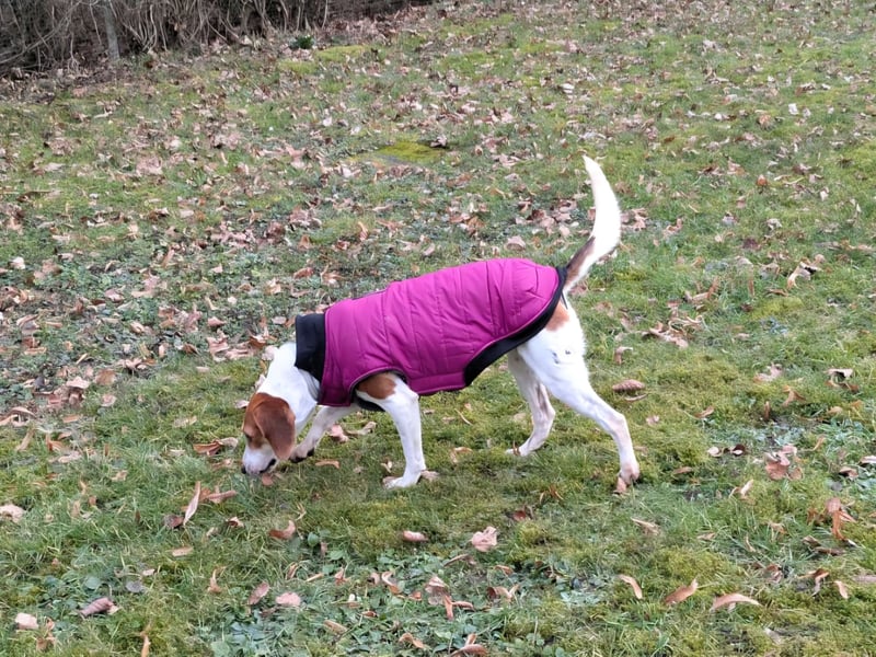 Zauberhafte Afon sucht Familienanschluss