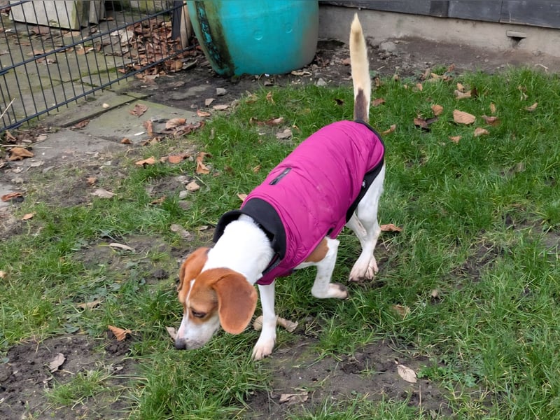 Zauberhafte Afon sucht Familienanschluss