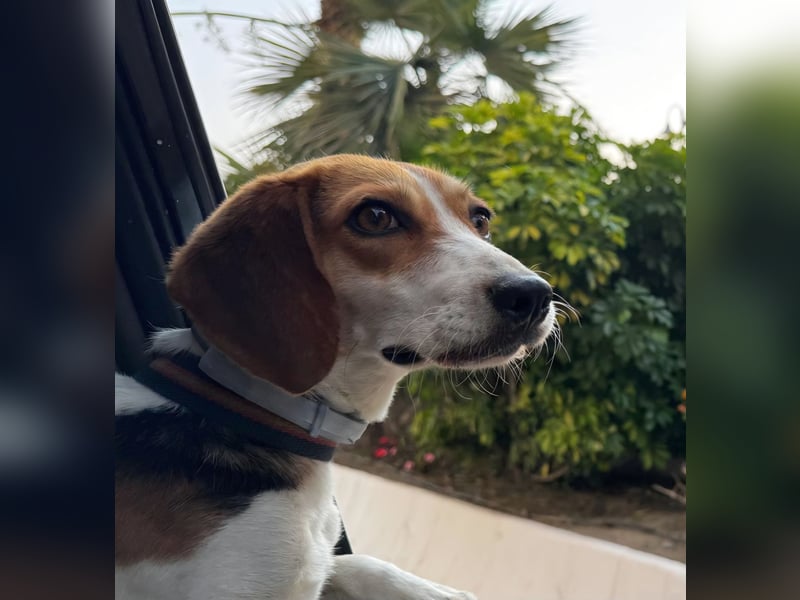 Zauberhafte Afon sucht Familienanschluss