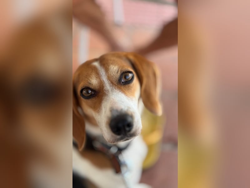 Zauberhafte Afon sucht Familienanschluss