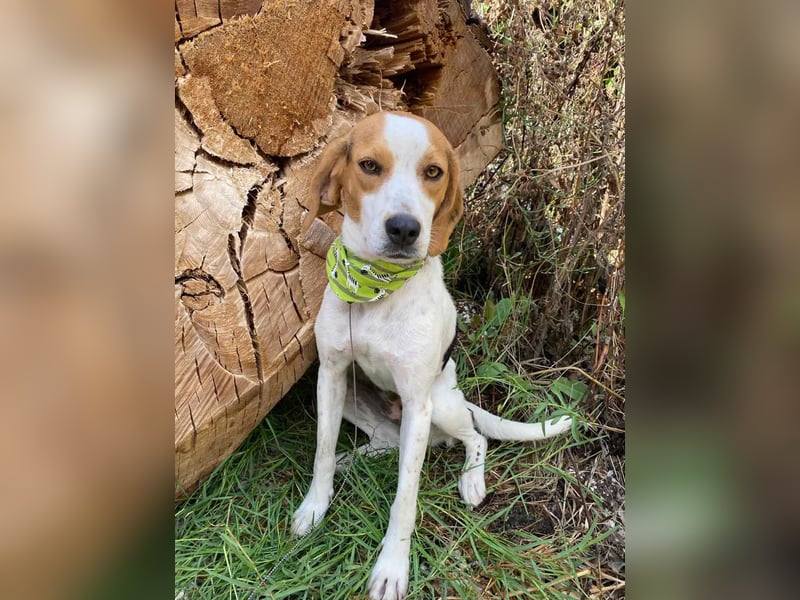 BEE sucht ein Zuhause