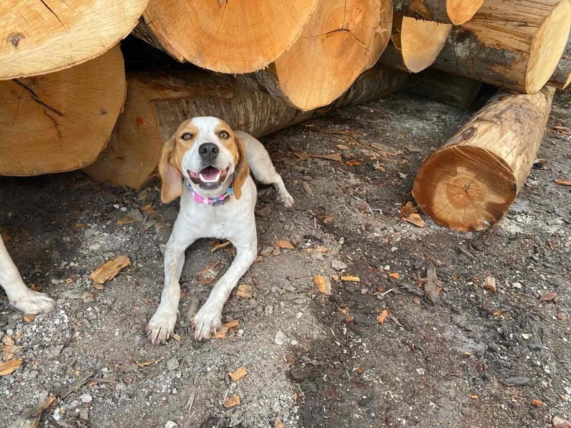 BEE sucht ein Zuhause