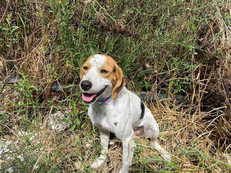 BEE sucht ein Zuhause