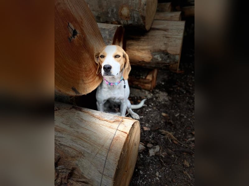 BEE sucht ein Zuhause