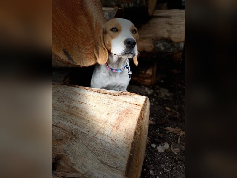 BEE sucht ein Zuhause